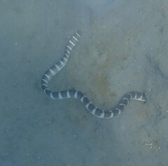 Hydrophis ornatus