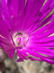 Lampranthus haworthii