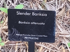 Banksia attenuata