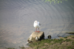 Chroicocephalus ridibundus