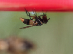 Saralba ocypteroides