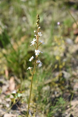 Stylidium graminifolium