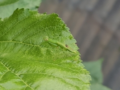 Odontomantis planiceps