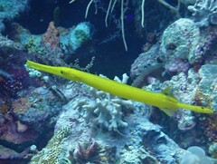 Aulostomus chinensis