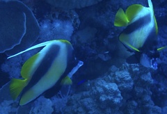 Heniochus intermedius