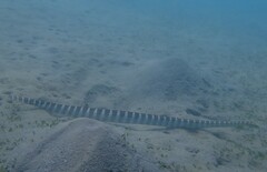 Hydrophis ornatus