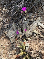 Lampranthus haworthii