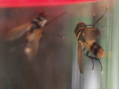 Saralba ocypteroides