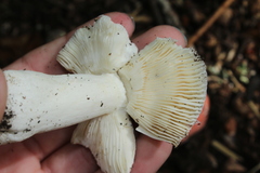 Russula nigrescentipes