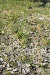 Stylidium graminifolium