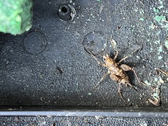Macropathinae