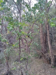 Hakea prostrata