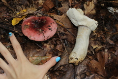 Russula subdepallens