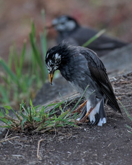 Spodiopsar cineraceus