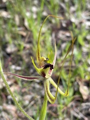 Caladenia attingens