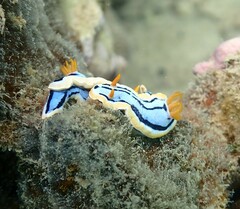 Chromodoris elisabethina