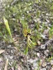 Caladenia attingens