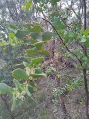 Hakea prostrata