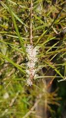 Hakea ulicina