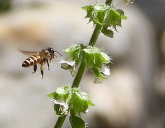 Apis cerana