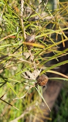 Hakea ulicina