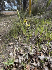 Caladenia attingens