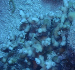 Echinopora fruticulosa