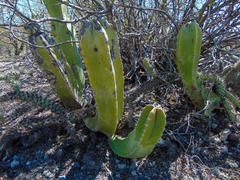 Lophocereus schottii