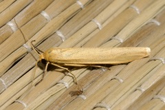 Eilema palliatella