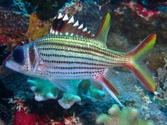Neoniphon sammara