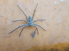 Heteropoda venatoria