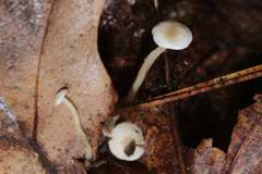 Collybia
