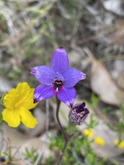 Elythranthera brunonis