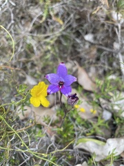 Elythranthera brunonis