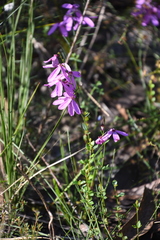 Tetratheca ciliata