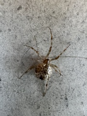 Parasteatoda tepidariorum