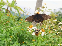 Papilio polyxenes asterius