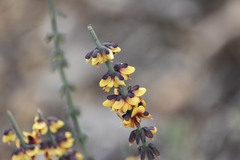 Sphaerolobium medium