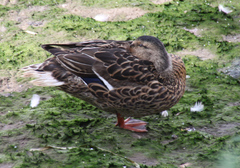 Anas platyrhynchos