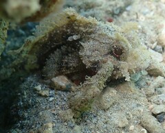 Scorpaenidae