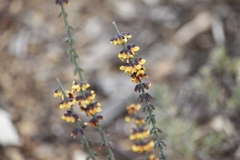 Sphaerolobium medium