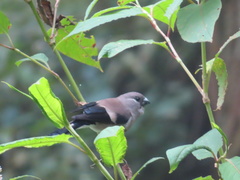 Pyrrhula nipalensis uchidai