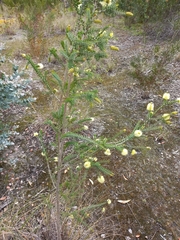 Melaleuca densa