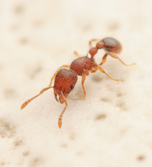 Tetramorium lanuginosum