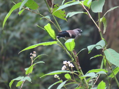 Pyrrhula nipalensis uchidai