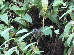 Pyrrhula nipalensis uchidai