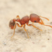Downy Pennant Ant - Photo (c) Mason S., some rights reserved (CC BY-NC), uploaded by Mason S.