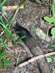 Limax cinereoniger
