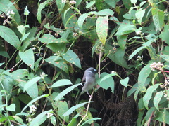 Pyrrhula nipalensis uchidai