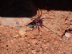Zodariidae